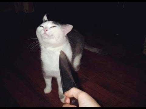 Cat with a knife pointed at it